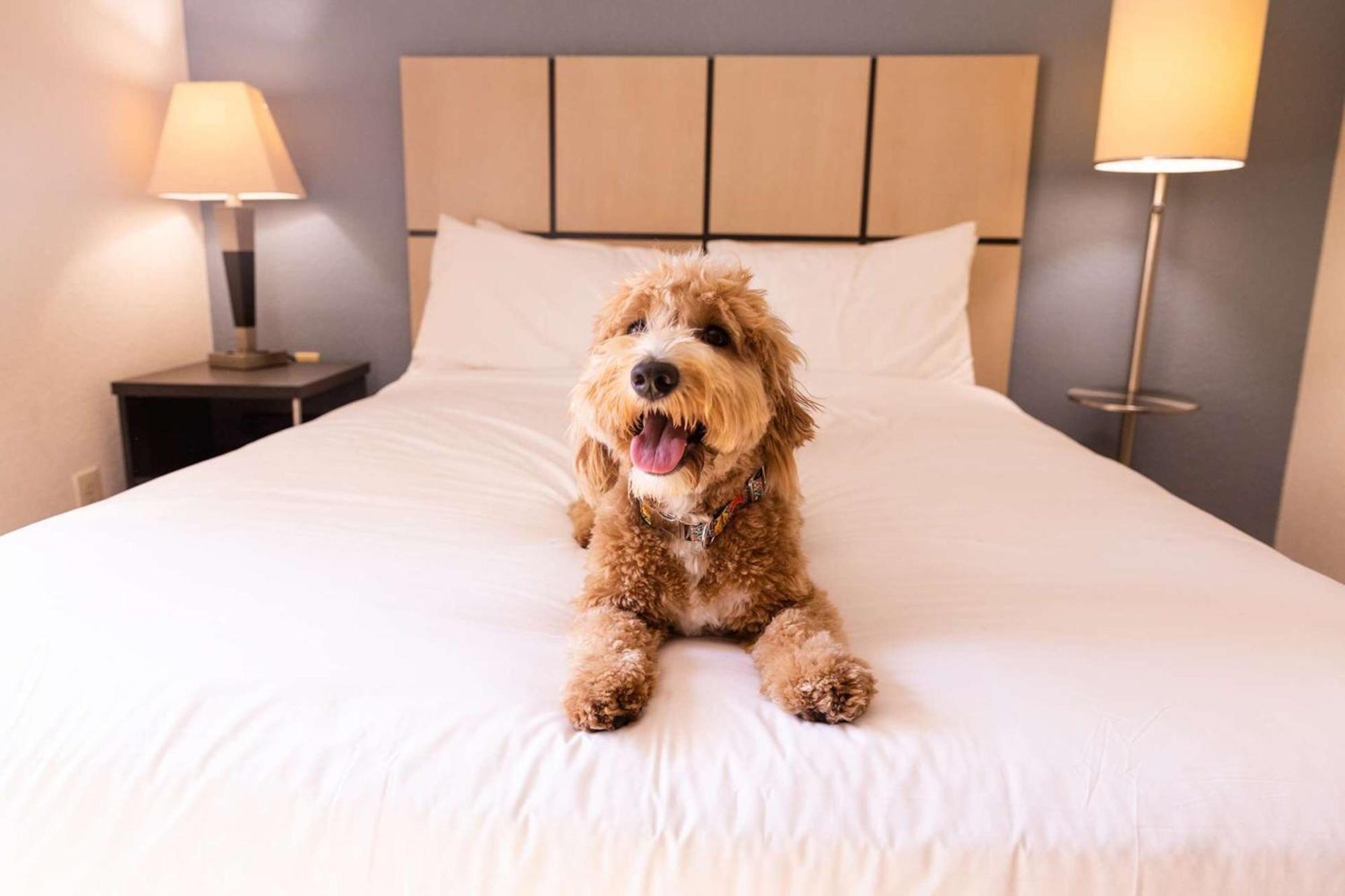 Sonesta Simply Suites Dallas Galleria Bagian luar foto